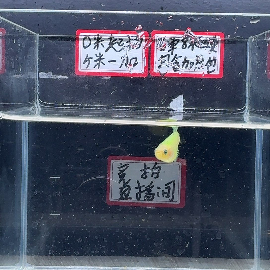 斗鱼泰国斗鱼母鱼