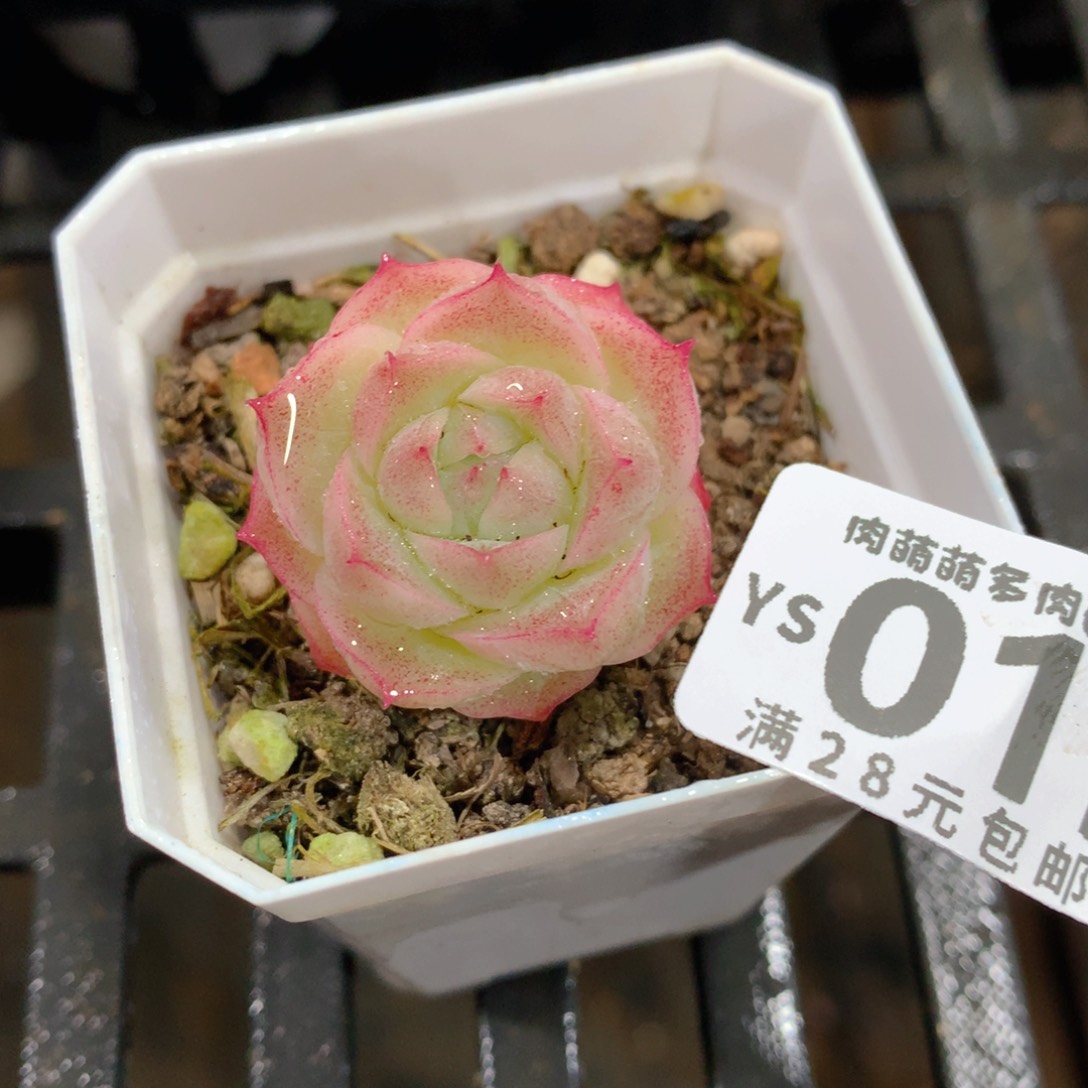 肉萌萌拇指盆精控多肉YS015