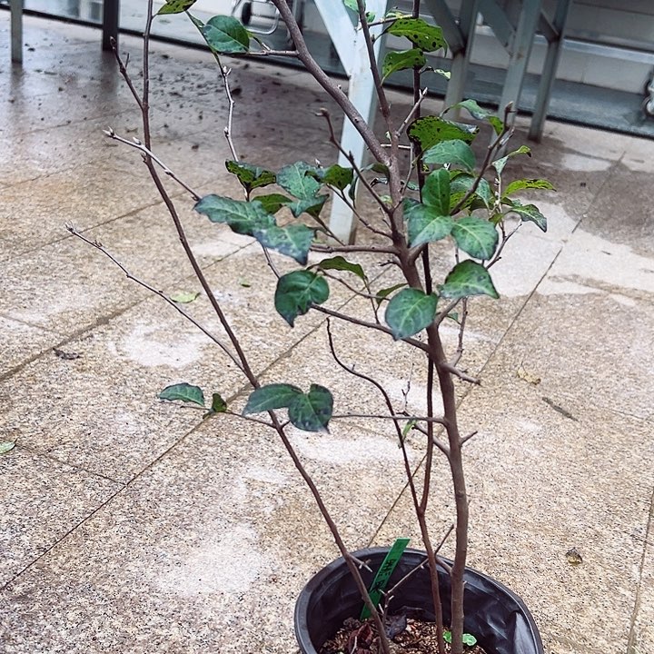 我****无花朵哈哈哈哈哈哈