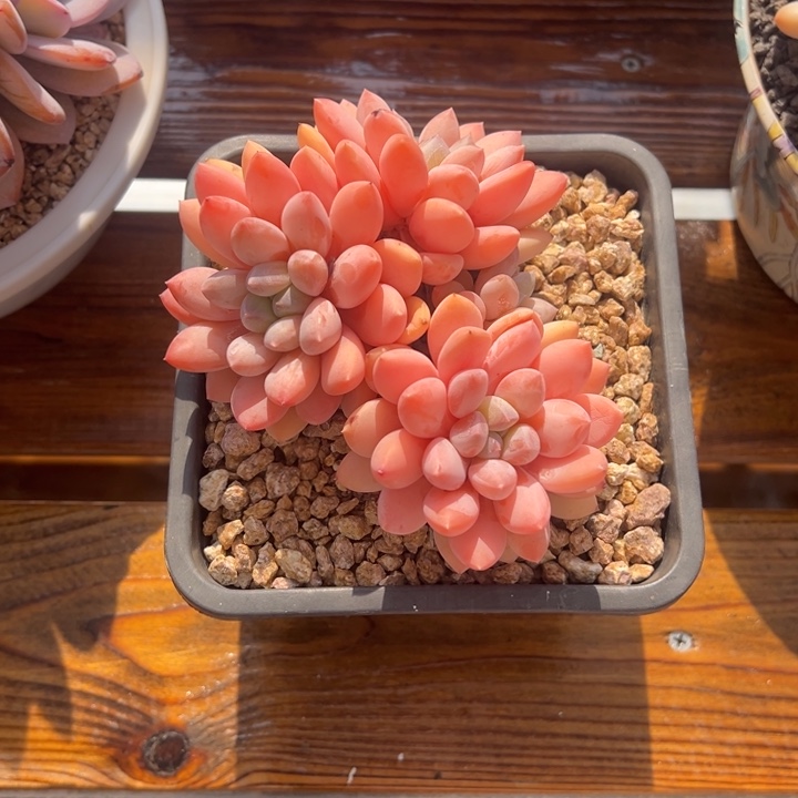 张张精品多肉甄选奶糖