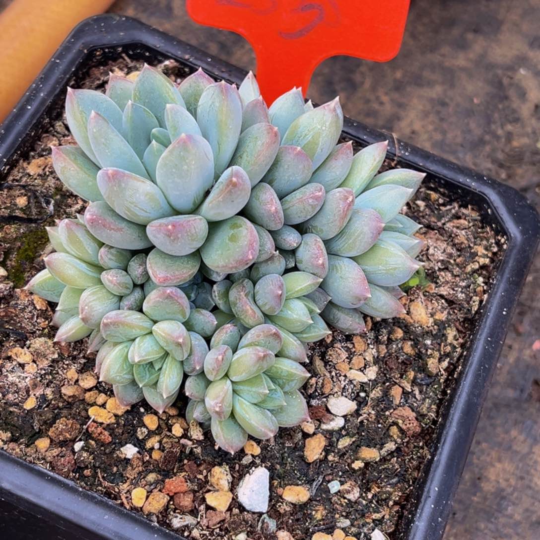 2335号上午多肉植物群生多肉植物