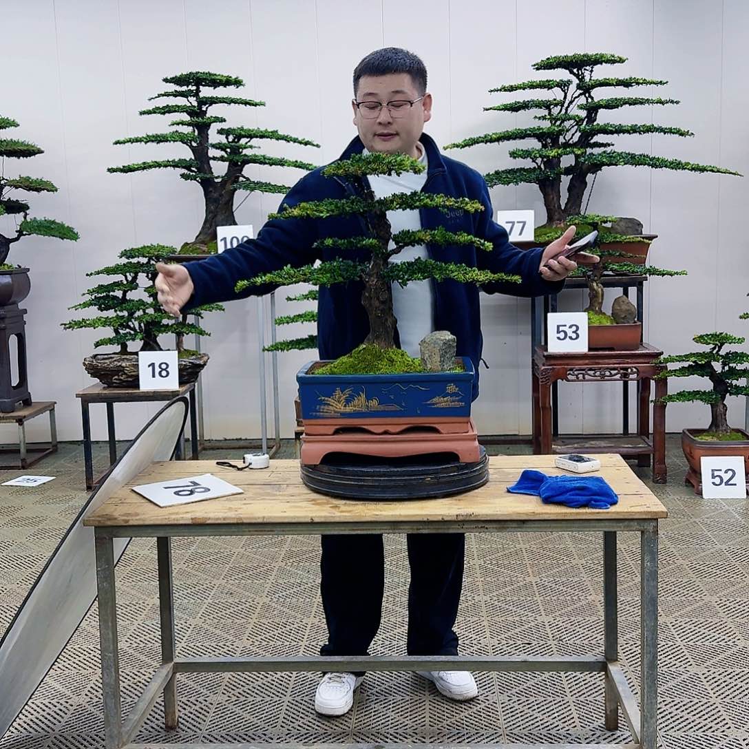 盆景罗汉松造型盆景