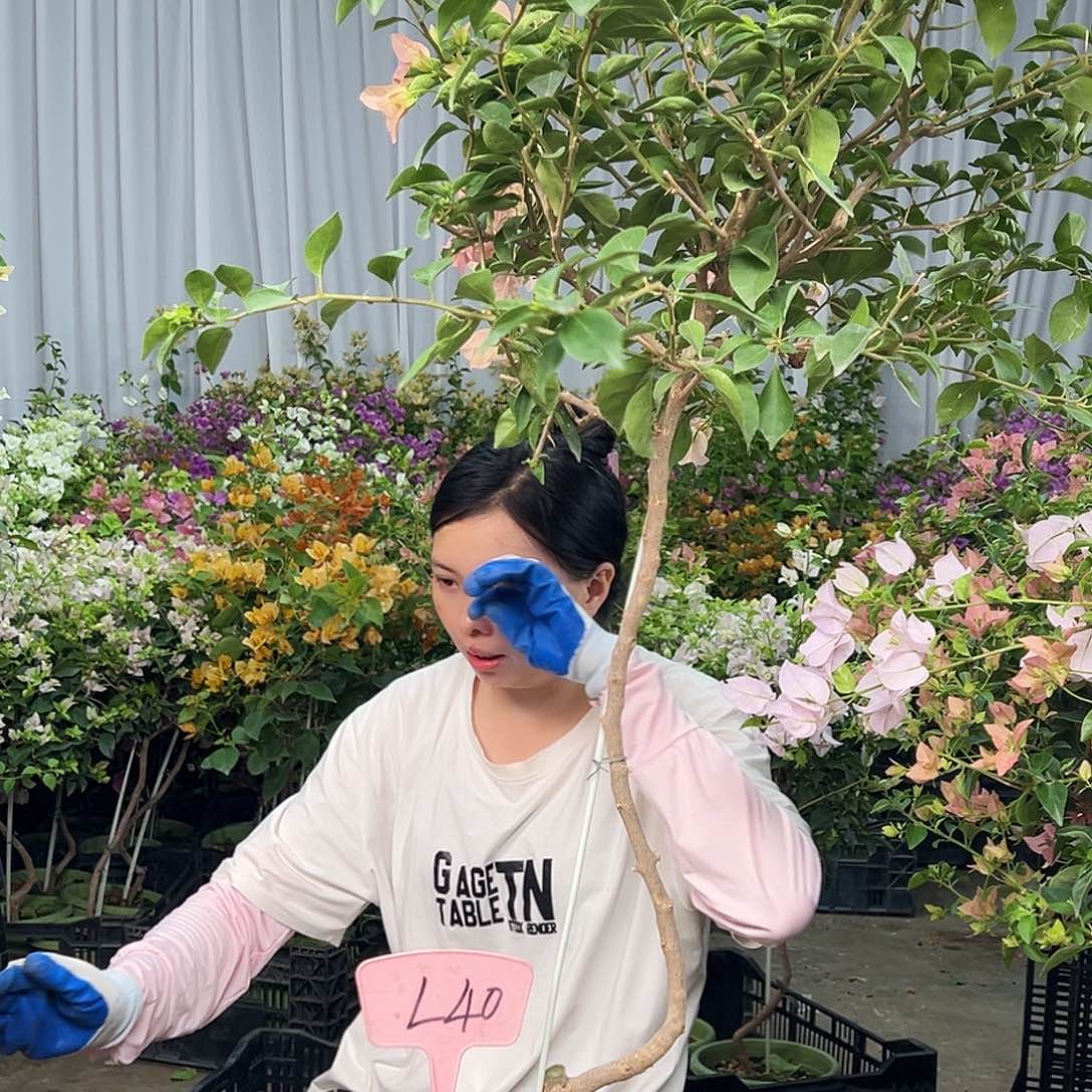 无***铁大部分花苞少量开放L40卡亚塔