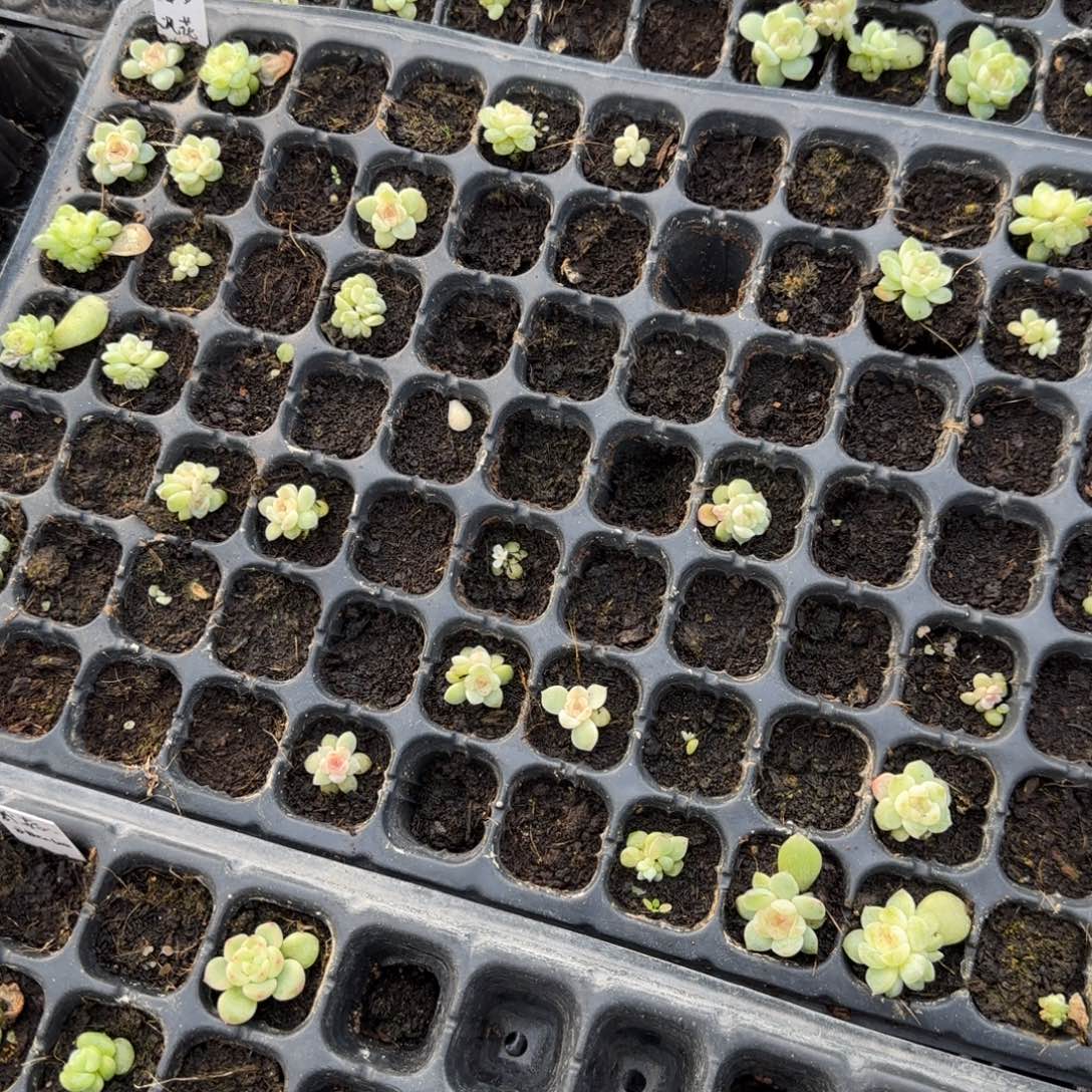 若梦穴1个满25包邮