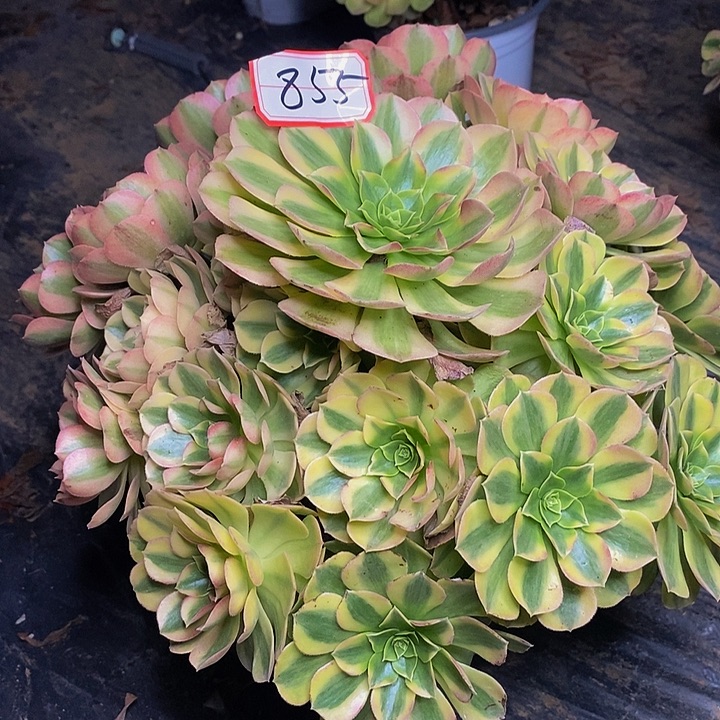 小***浩雨荷老桩捧花前855