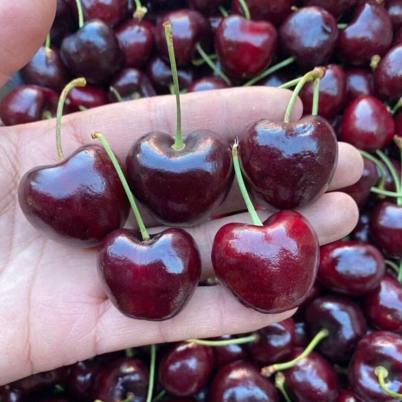 智利桑提娜车厘子J-4J五斤桑提娜智利海运桑提娜智利