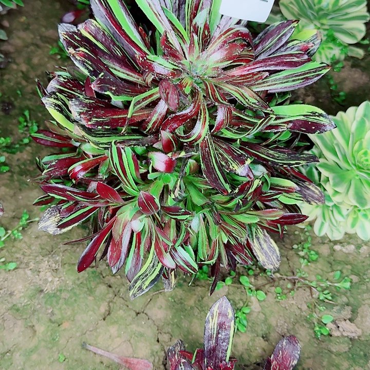 水墨丹青552无售后