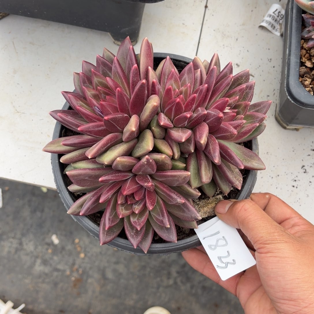 1823迷雾泡泡多肉植物