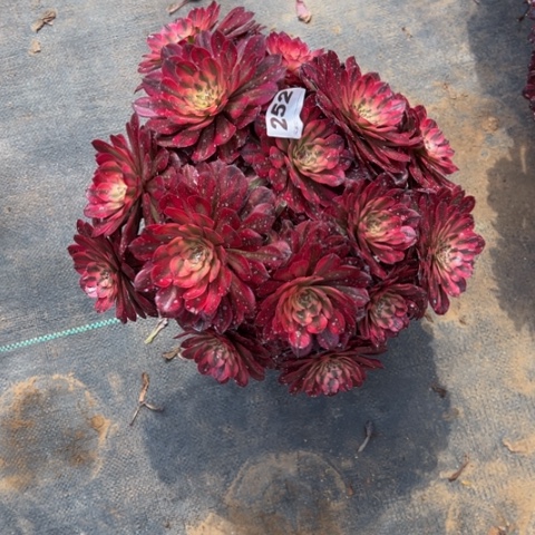 252月蝉朵朵多肉，