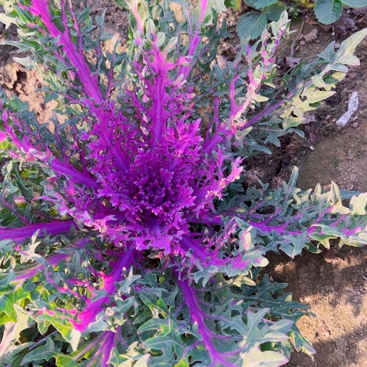 彩花多肉植物法师法师