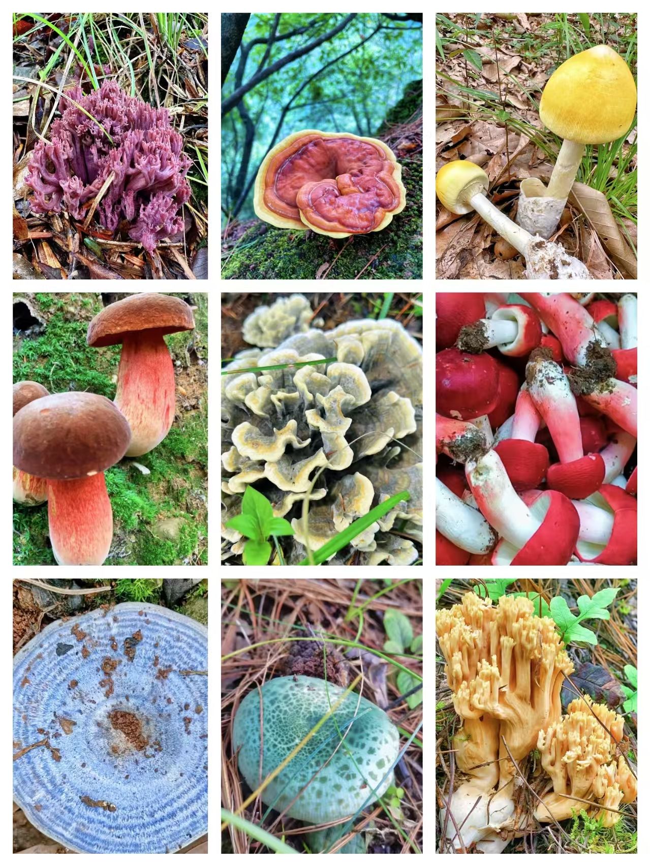 1【客-服-链-接-勿-拍】净含量500g【金金现收】菌