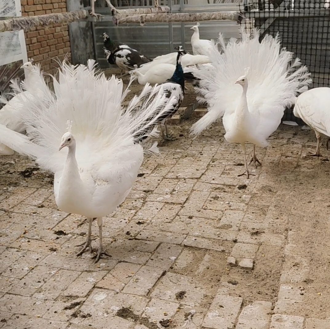 一件     精品成年白孔雀家居观赏，顺丰包邮