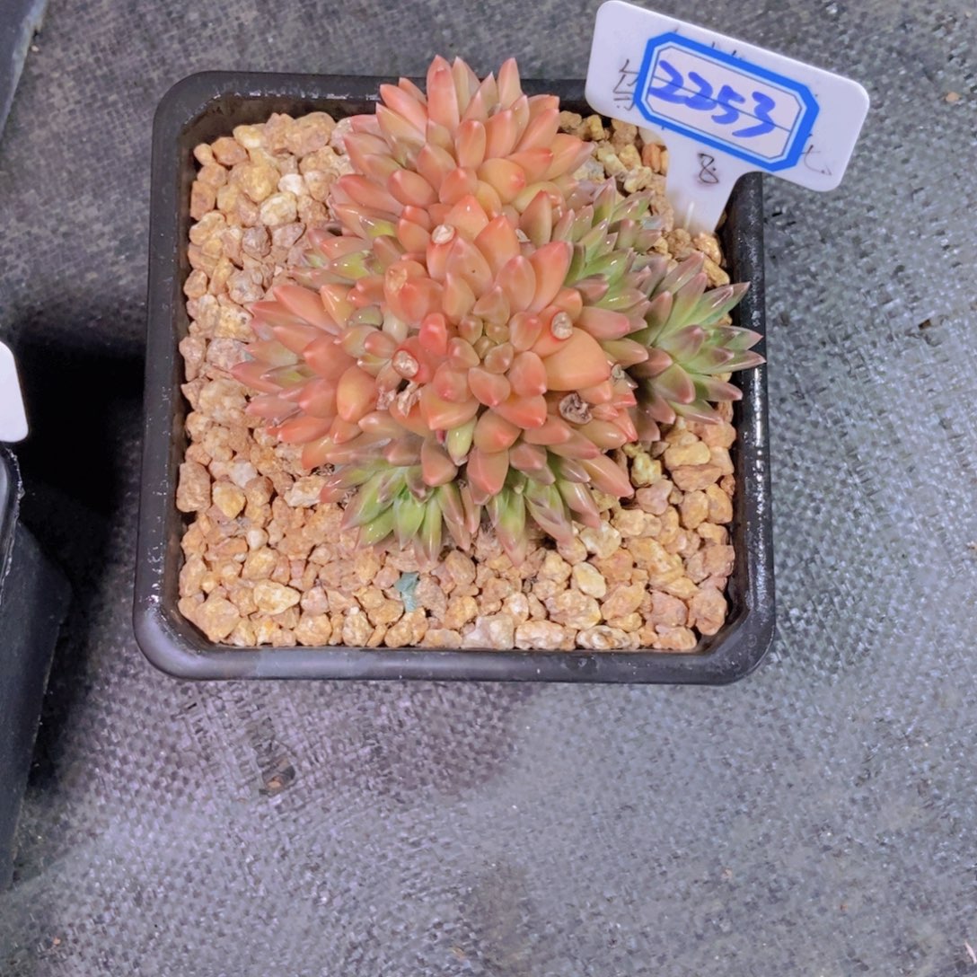 迷***肉2253美人系杂一颗