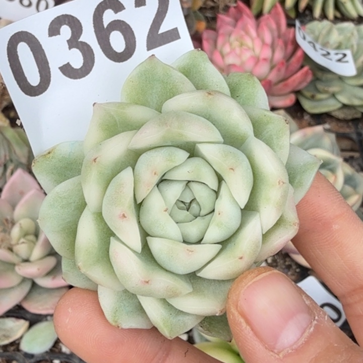 高白瓷麦秆满18包邮当场凑单