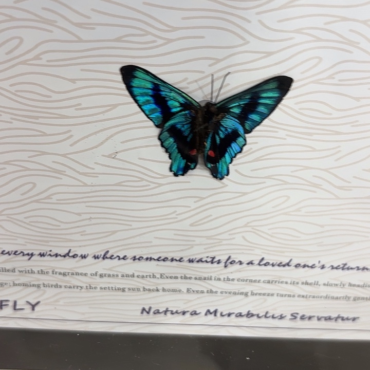 小****蝴蝶标本定制539@