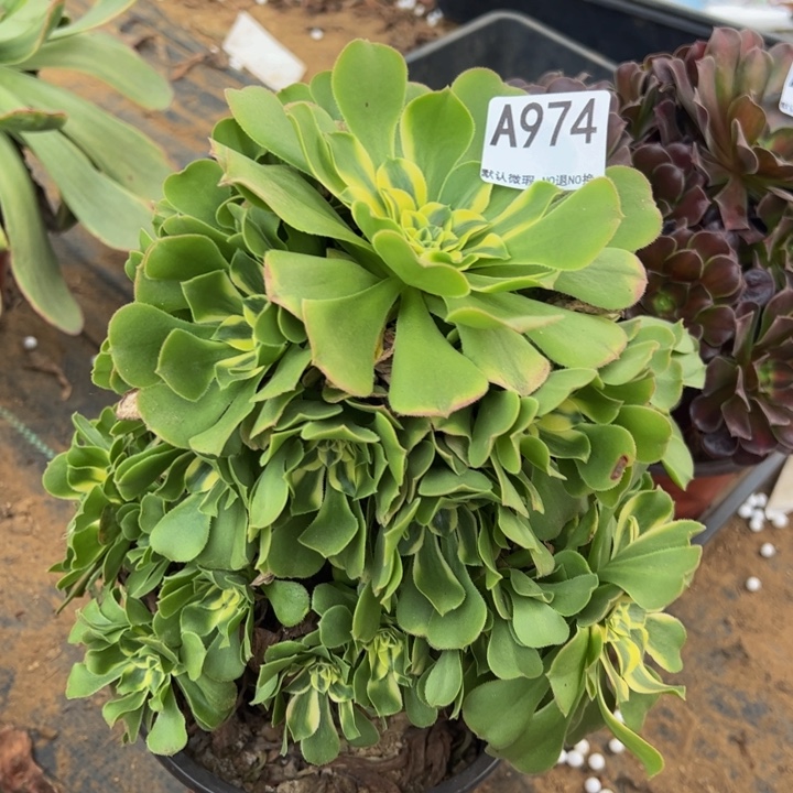 绿杨蓉锦多肉植物974.