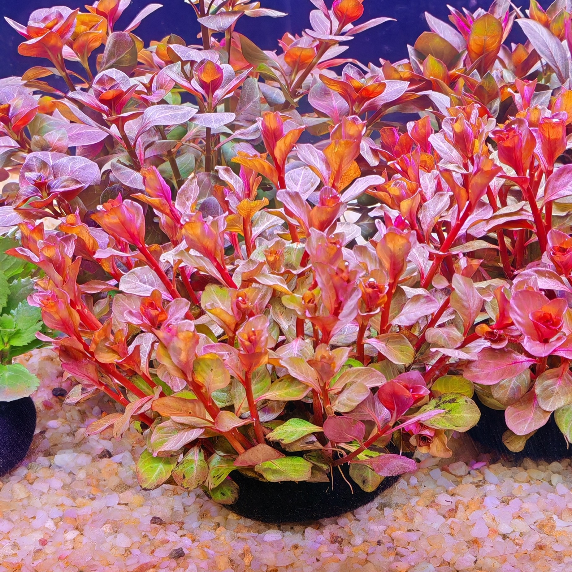 胭脂丁香坨草水草鱼缸造景水族箱真植物
