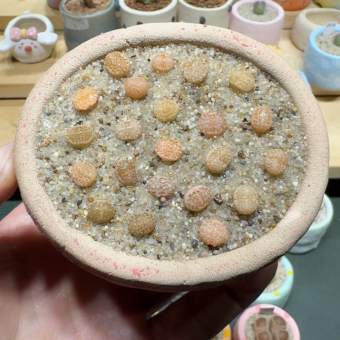 红陶蘑菇696饼干