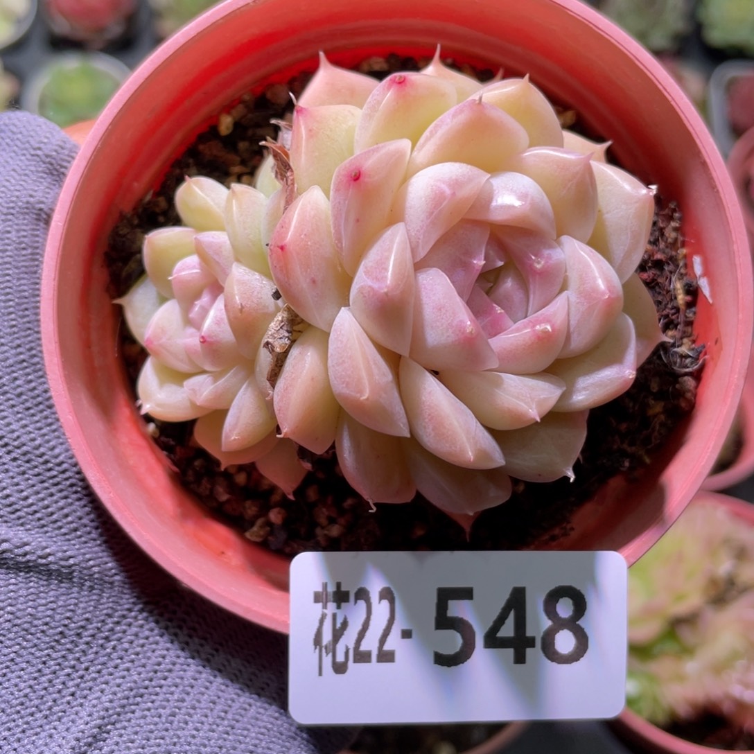 花利美22-548麦秆