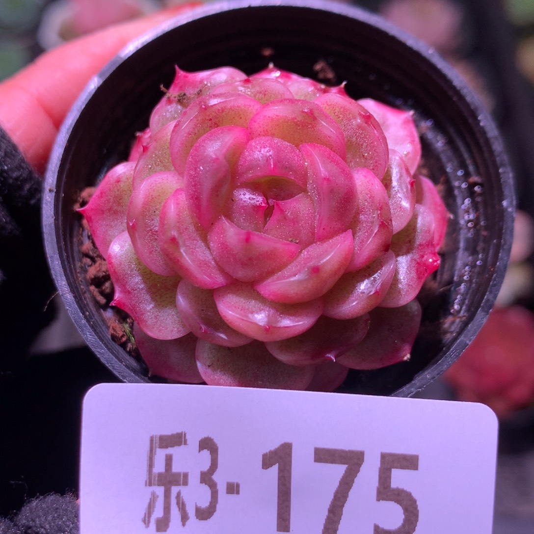 乐然 3-175 新品单头 