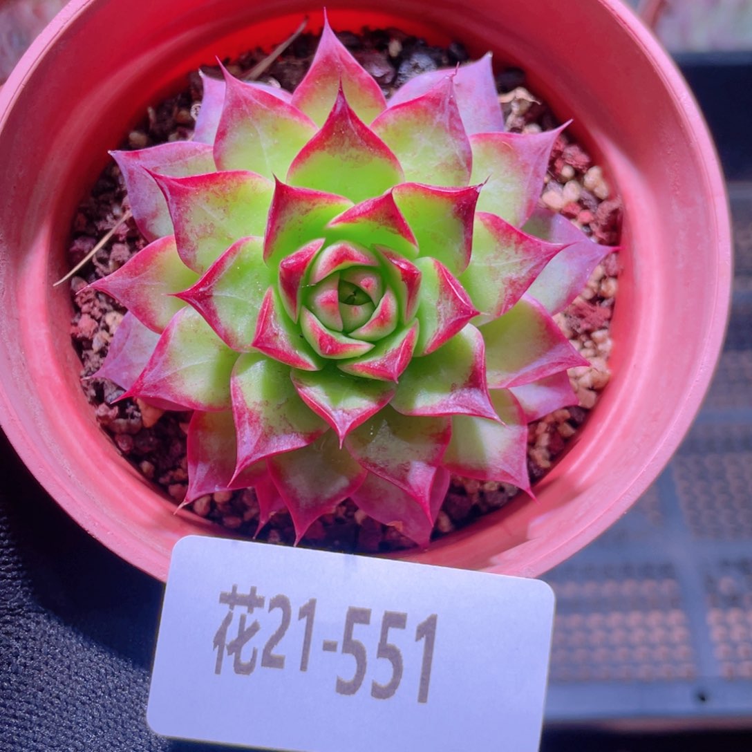 花利用21-551小海螺