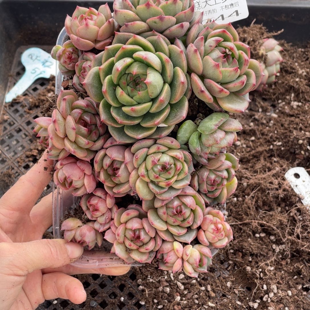 糕大上多肉植物044