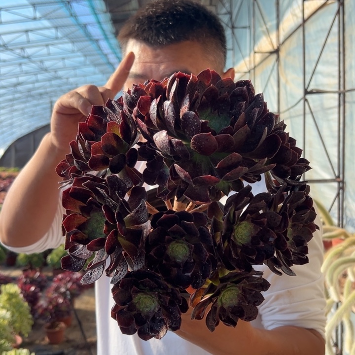 18.8万黑公主一颗