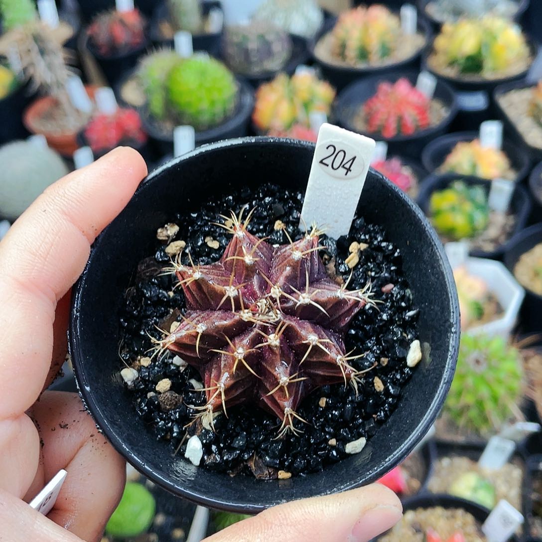 黑寡妇非偏远地区满25发货仙人球