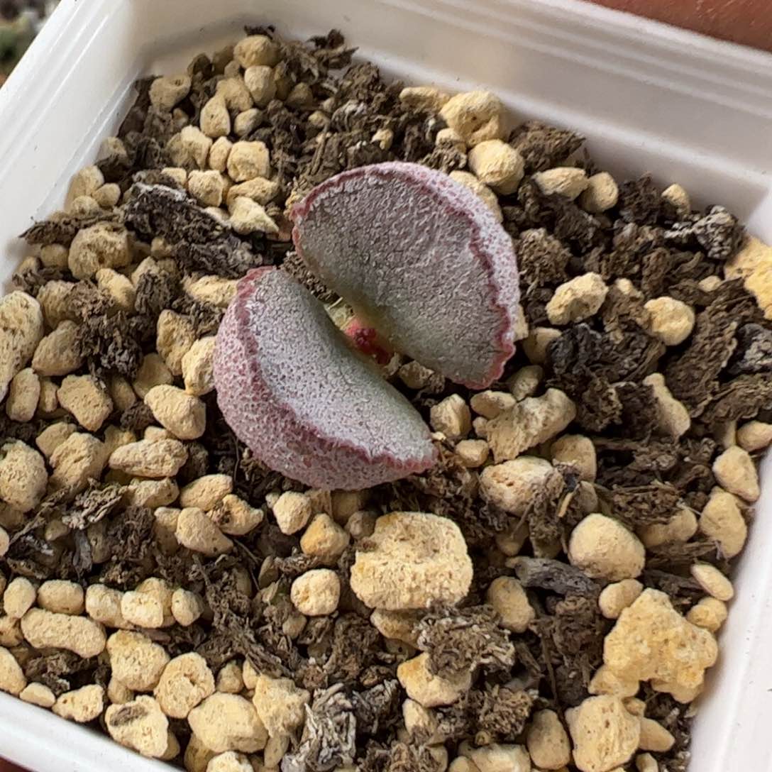 实生新品多肉植物水泡