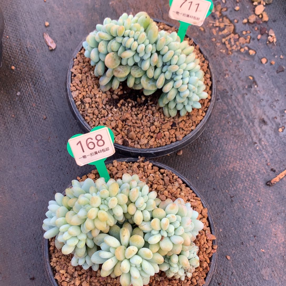 洛神缀化两个一物一拍