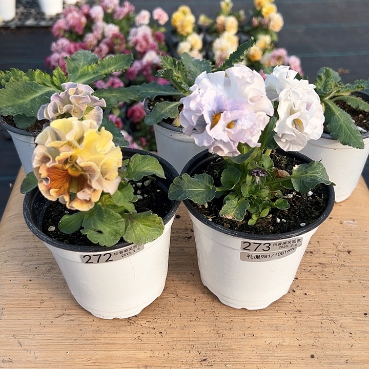 水晶抖音直播闪拍272-273