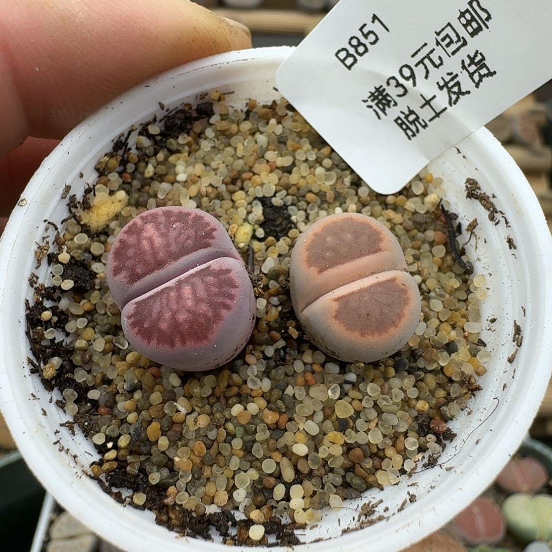 851多肉哈哈哈哈哈给哈