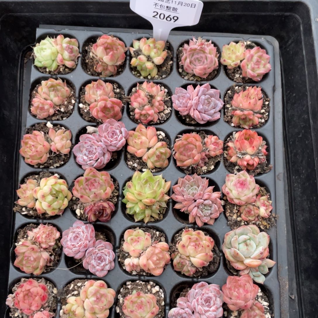 不包整散 盆子不售后2069