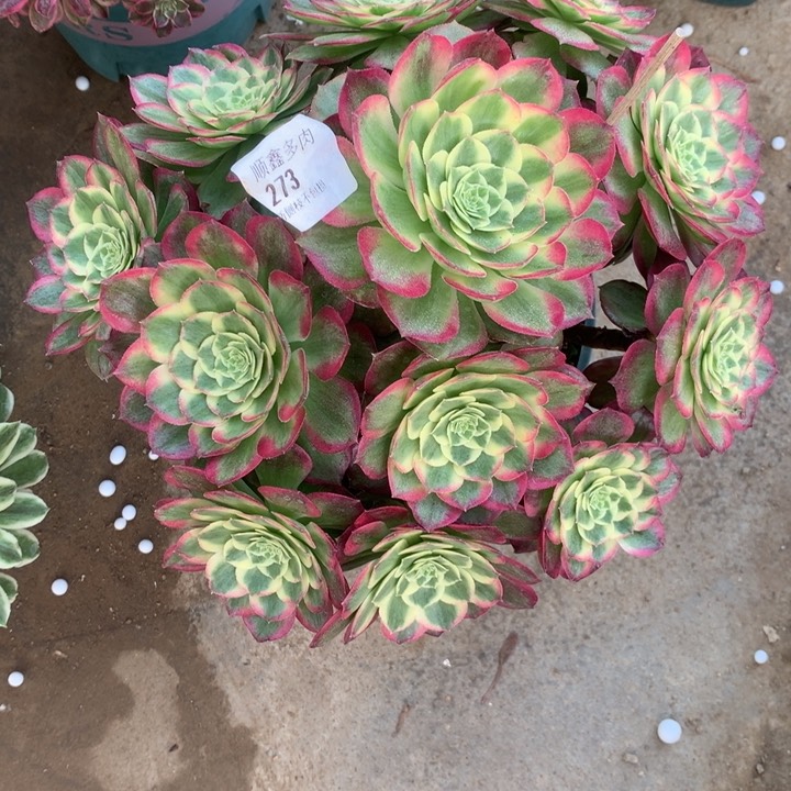 273粉体海王多肉植物