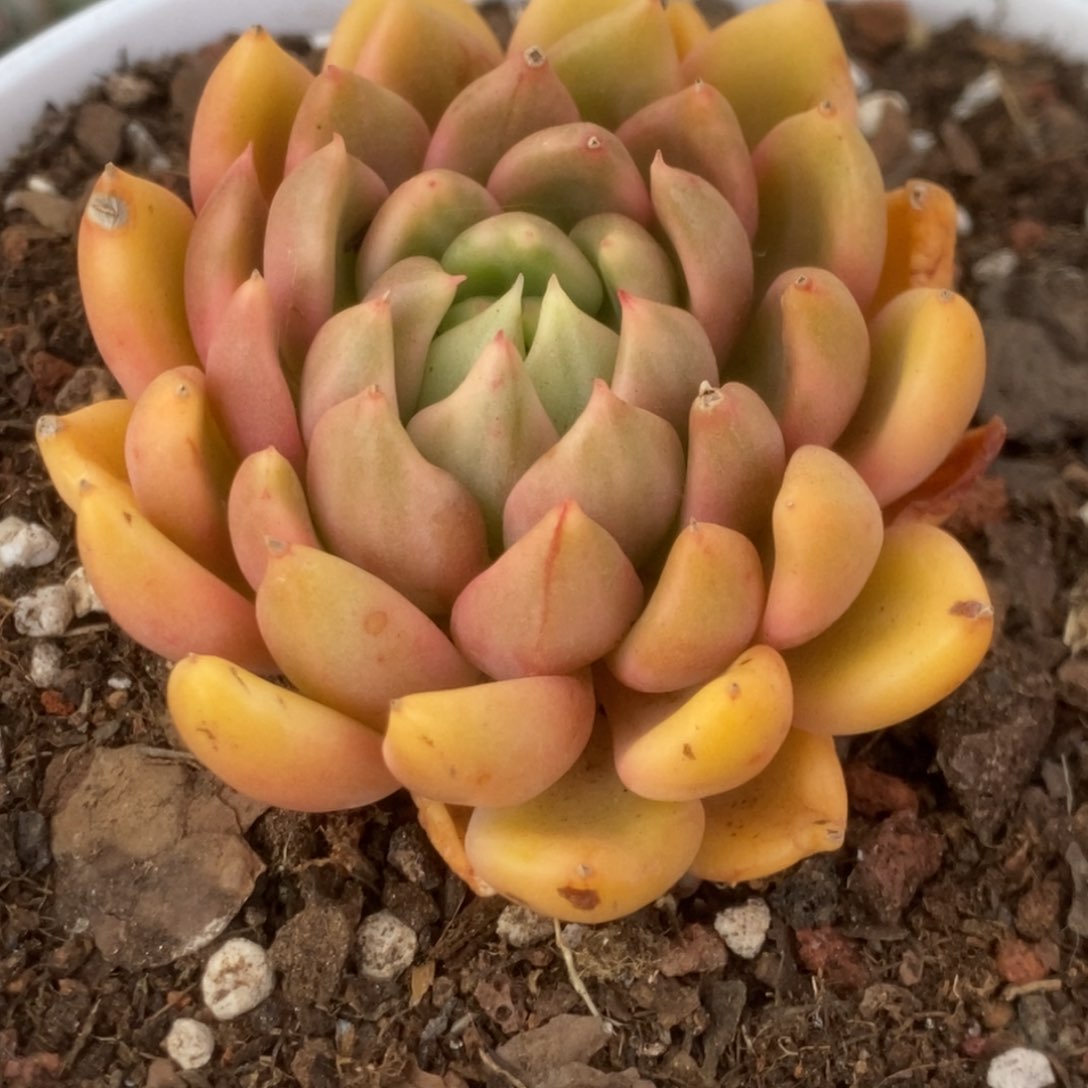 729红酒锦锦锦锦锦锦