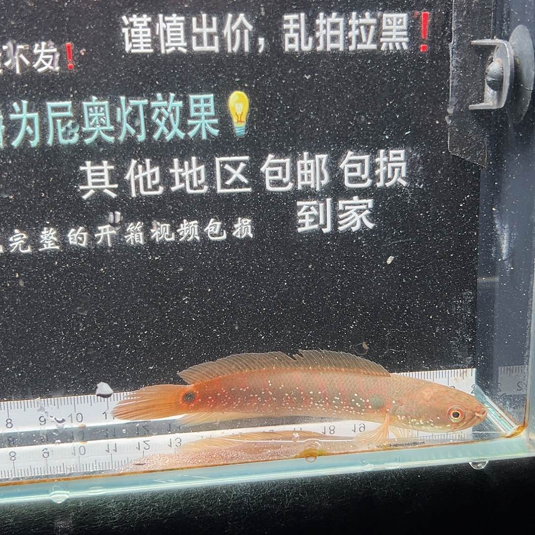 雷龙鱼七星雷龙鱼七星雷龙鱼