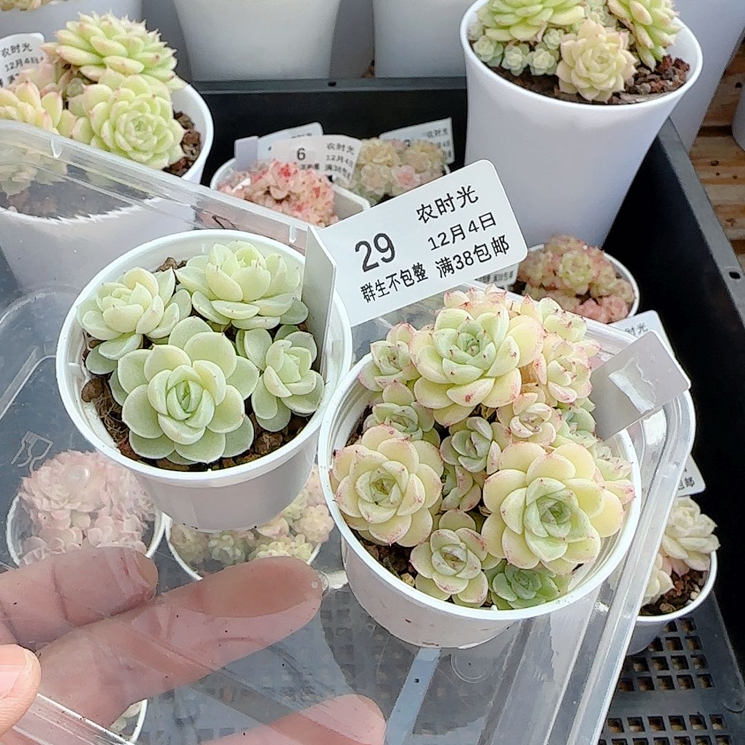 是***a1204-29（fm-9-1/ttp-28-2）多肉