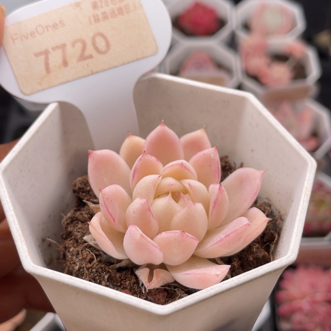 女王7720-4.5厘米