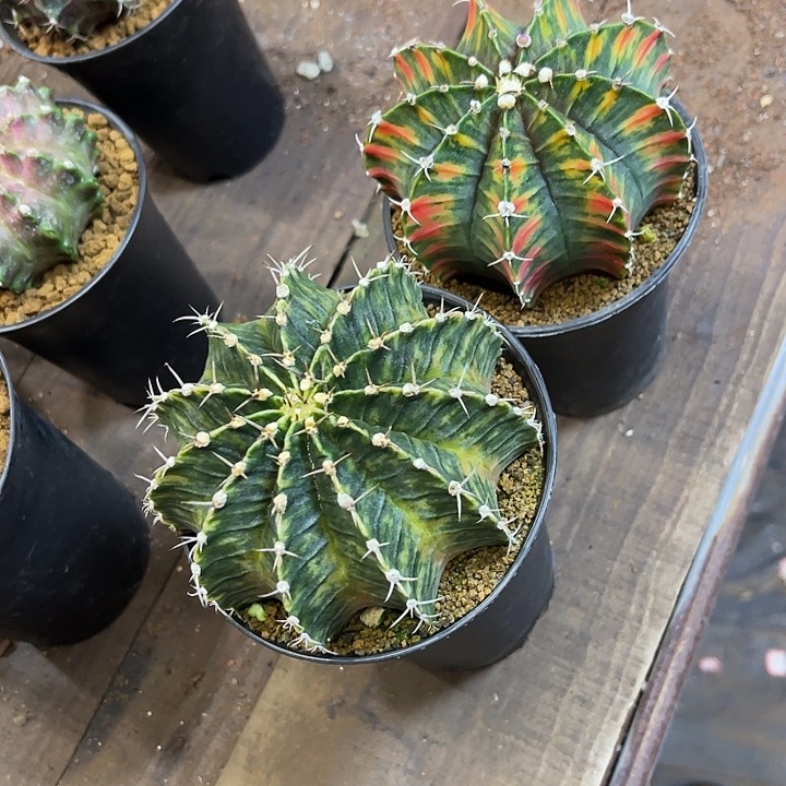 帕*马仙人球好好看好漂亮350