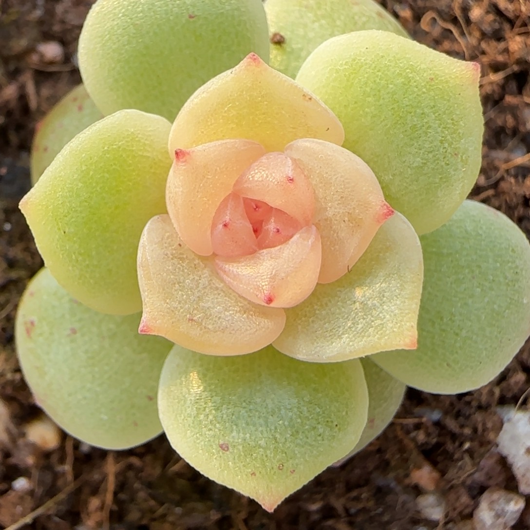 有***礼粉冰透绝绝子多肉植物