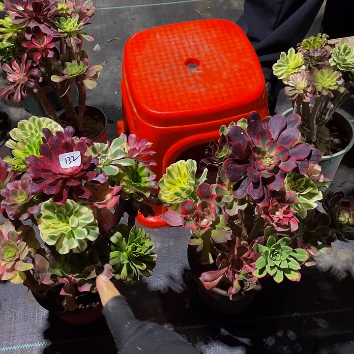 战***姐架接132号换货补差价