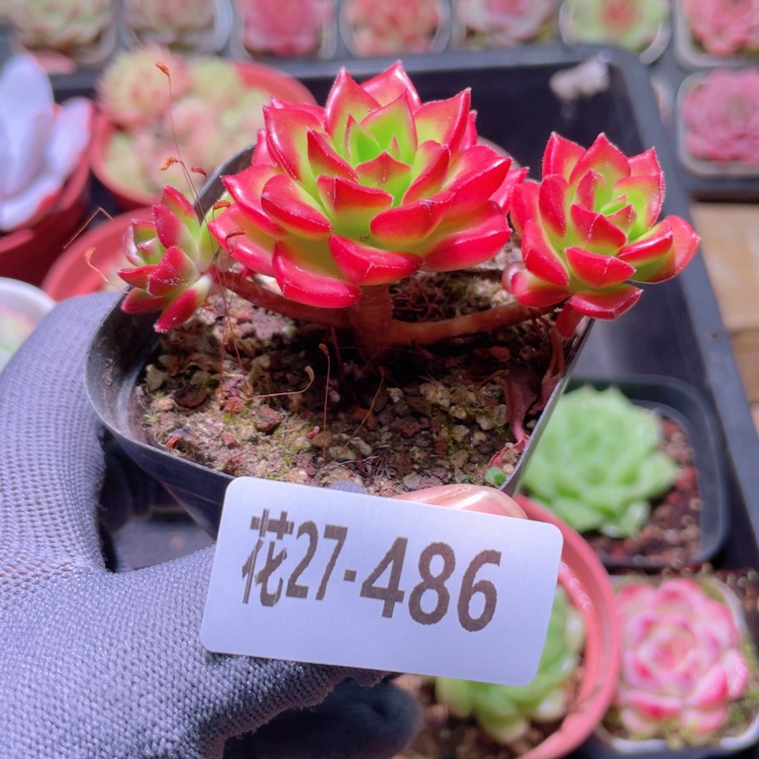 花利美27-486蒂亚