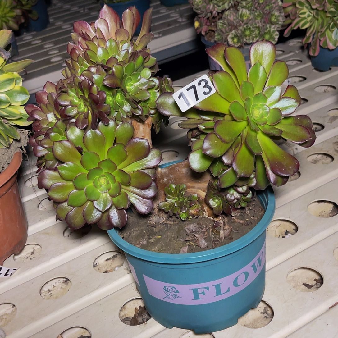 法师法师7-4包邮法师