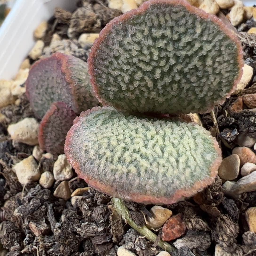 实生新品多肉植物水泡满纹款28号
