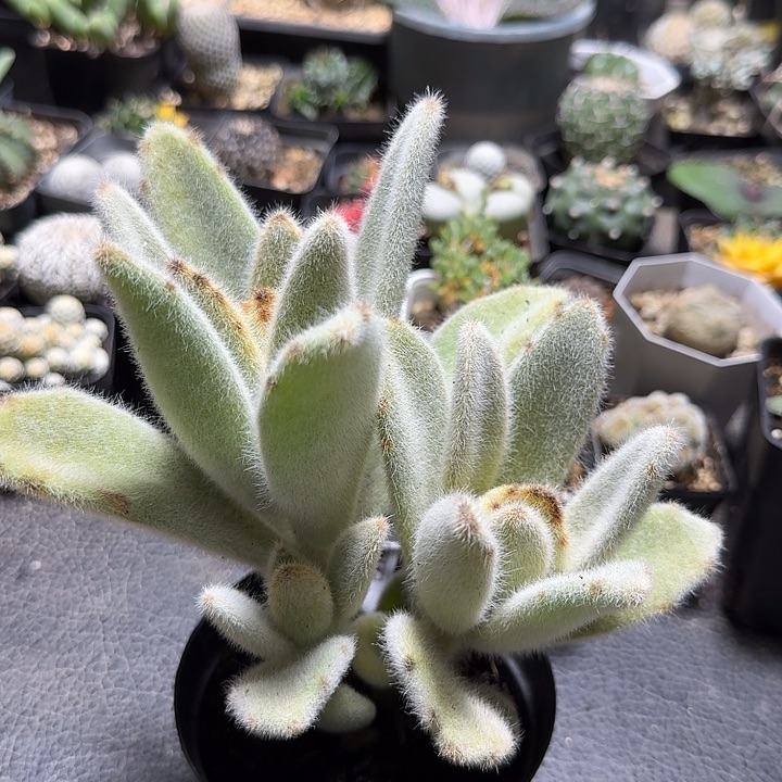 999闪光兔脱土发货