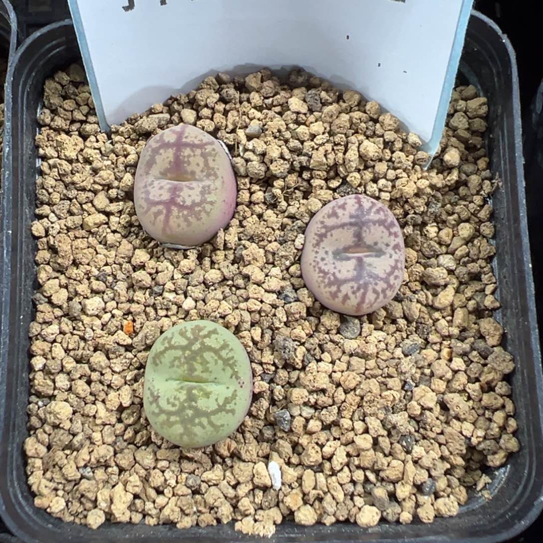 8-62肉锥多肉植物，