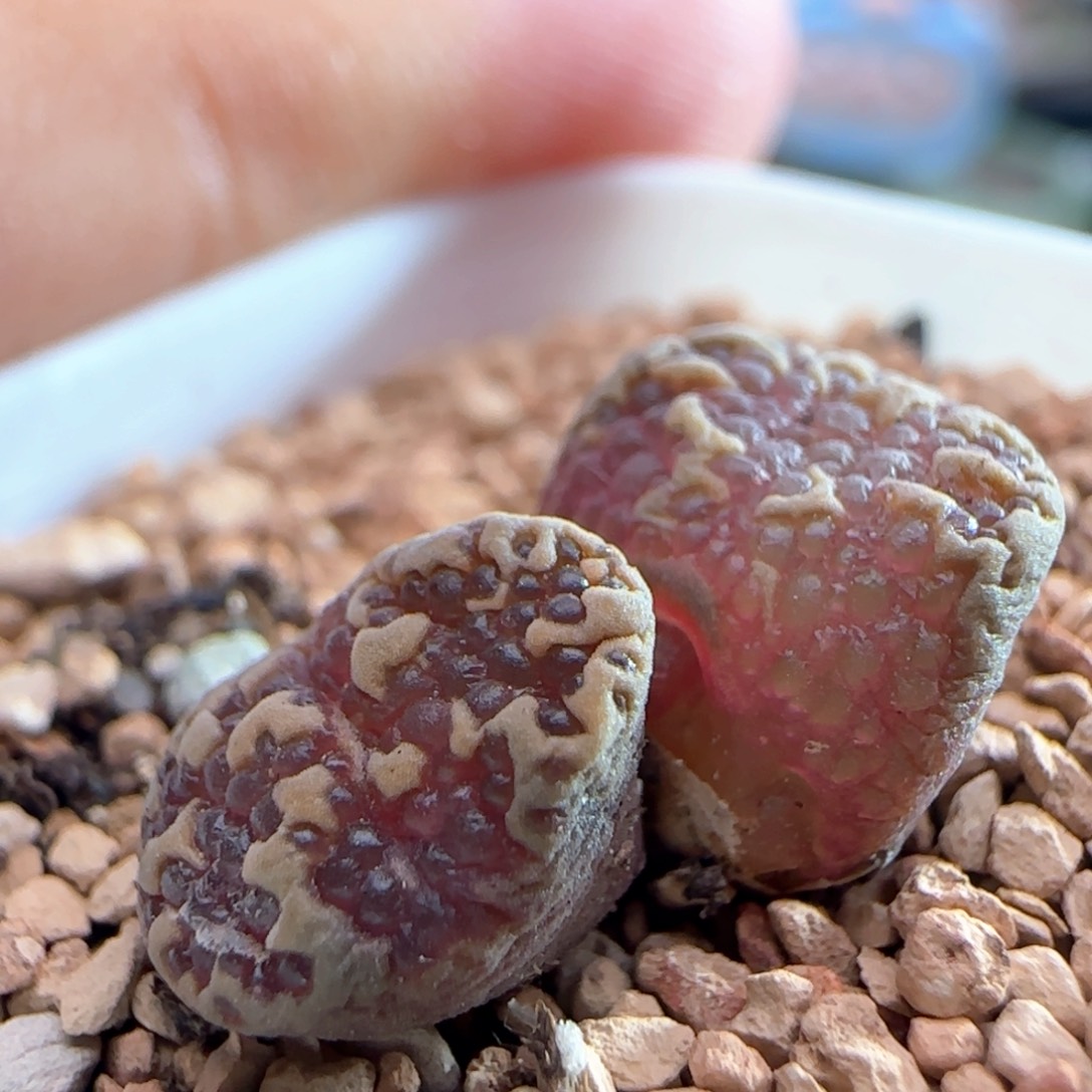 1434/泡泡勋章缀化/