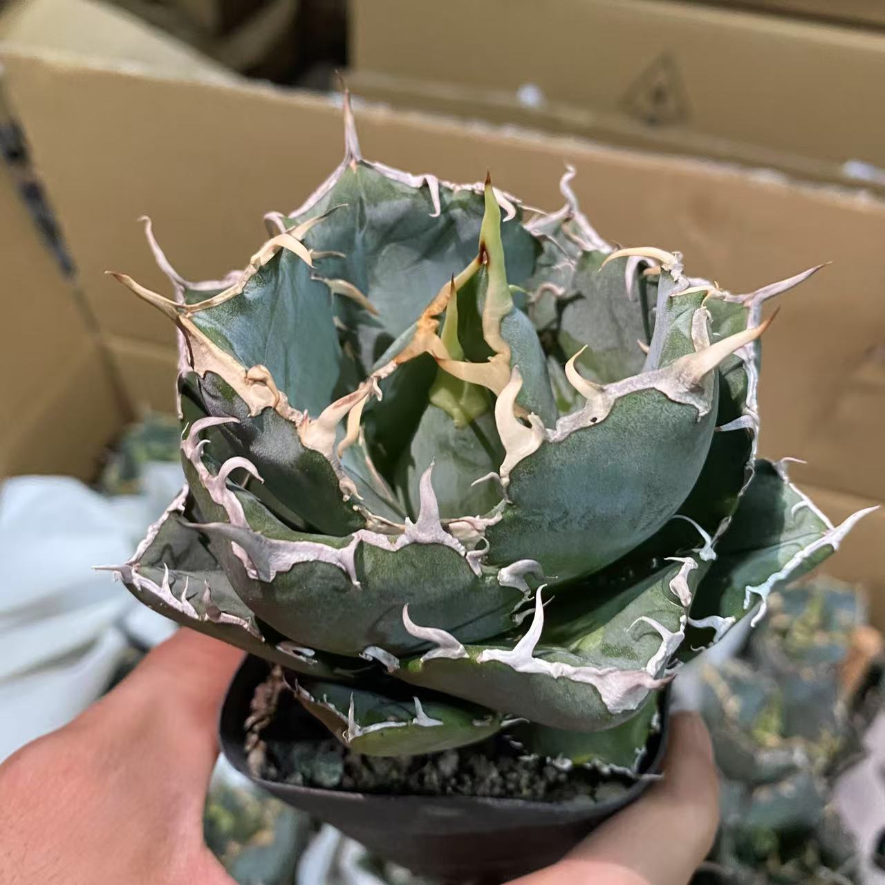 正版白鲸  仙人球基地直发货 新手好养 室内外办公室