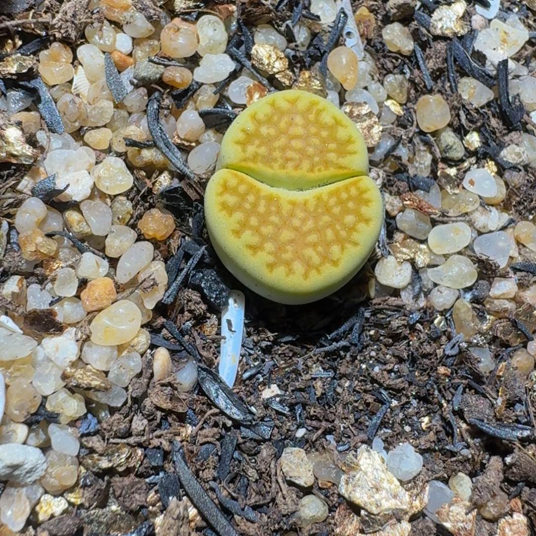 Ssss精品生石花1729