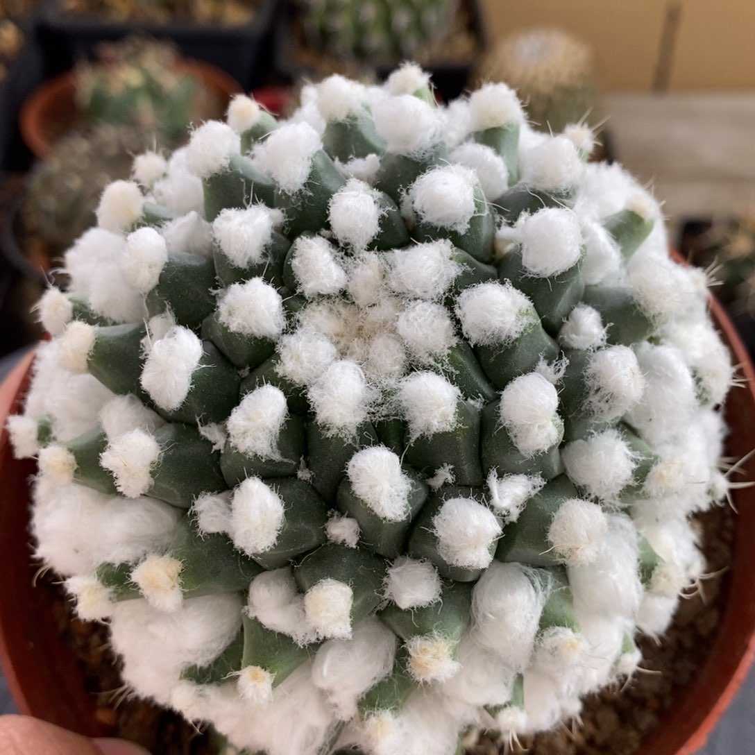 雪糕植播园艺优选